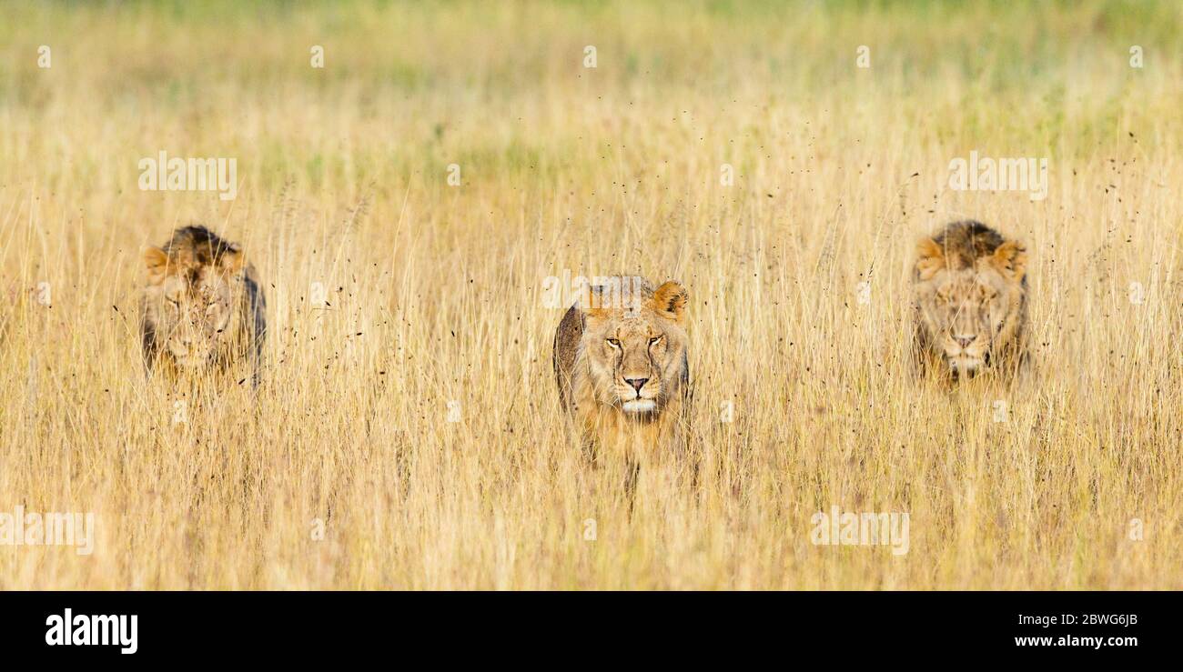 Groupe de lions (Panthera leo) parmi les graminées, Parc national du Serengeti, Tanzanie, Afrique Banque D'Images