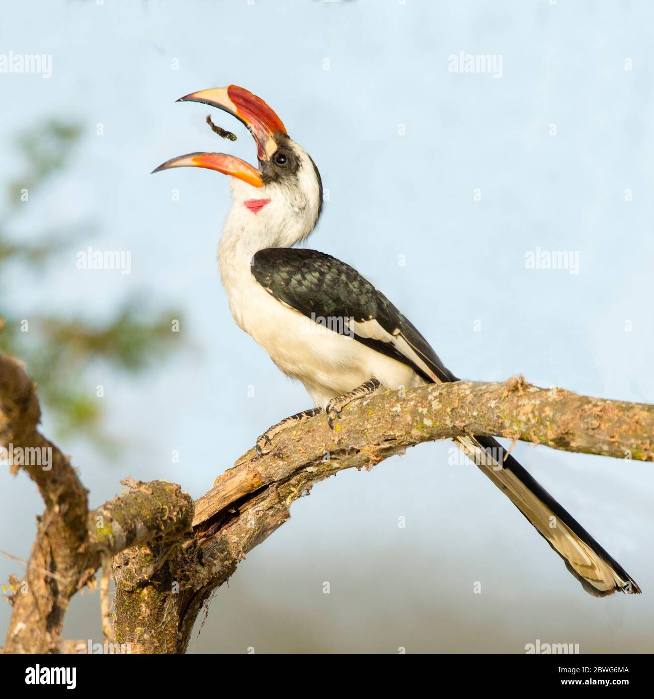 Von der Deckens charme (Tockus deckeni) se nourrissant en perçant sur la branche, Parc national de Tarangire, Tanzanie, Afrique Banque D'Images
