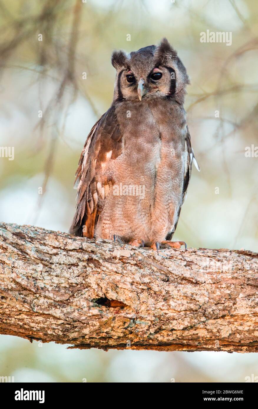 Verreauxs aigle-hibou (Bubo lacteus), Parc national de Tarangire, Tanzanie, Afrique Banque D'Images