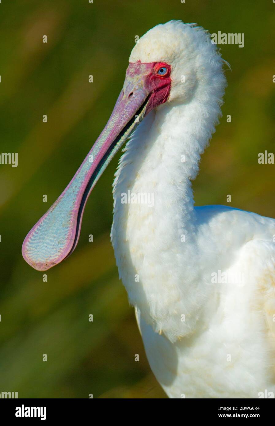Photo de la loi africaine sur le spoonbill (Platalea alba), cratère de Ngorongoro, Tanzanie, Afrique Banque D'Images