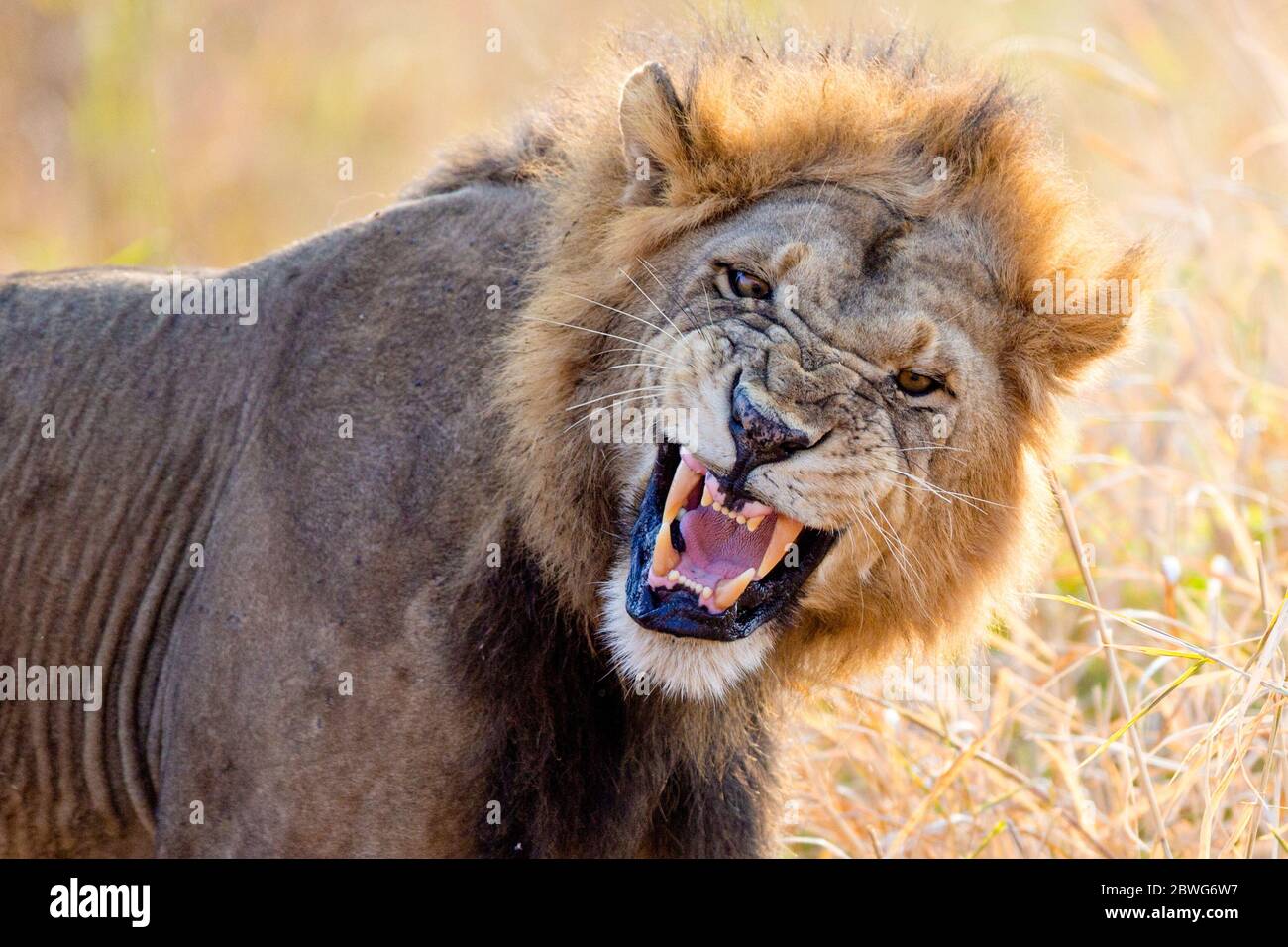 Tête de lit de lion mâle (Panthera leo) rugissant, Parc national de Tarangire, Tanzanie, Afrique Banque D'Images