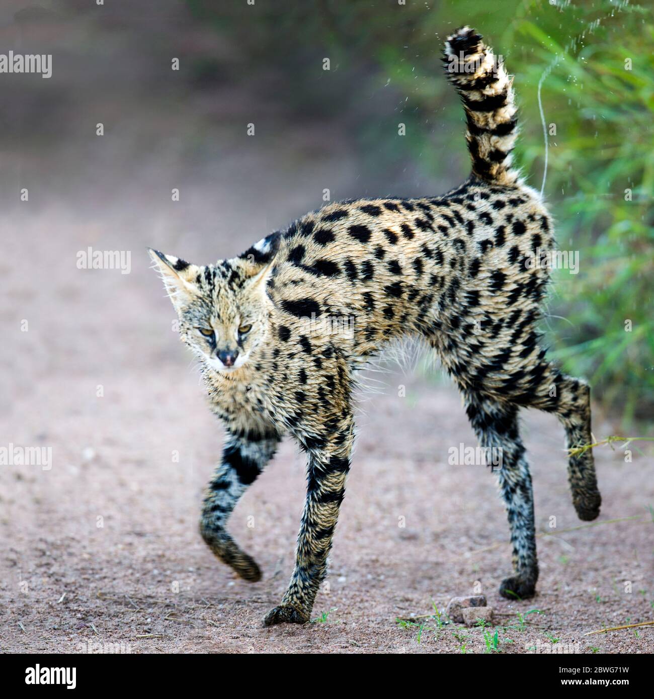 Serval (Leptaturus serval), cratère de Ngorongoro, Tanzanie, Afrique Banque D'Images