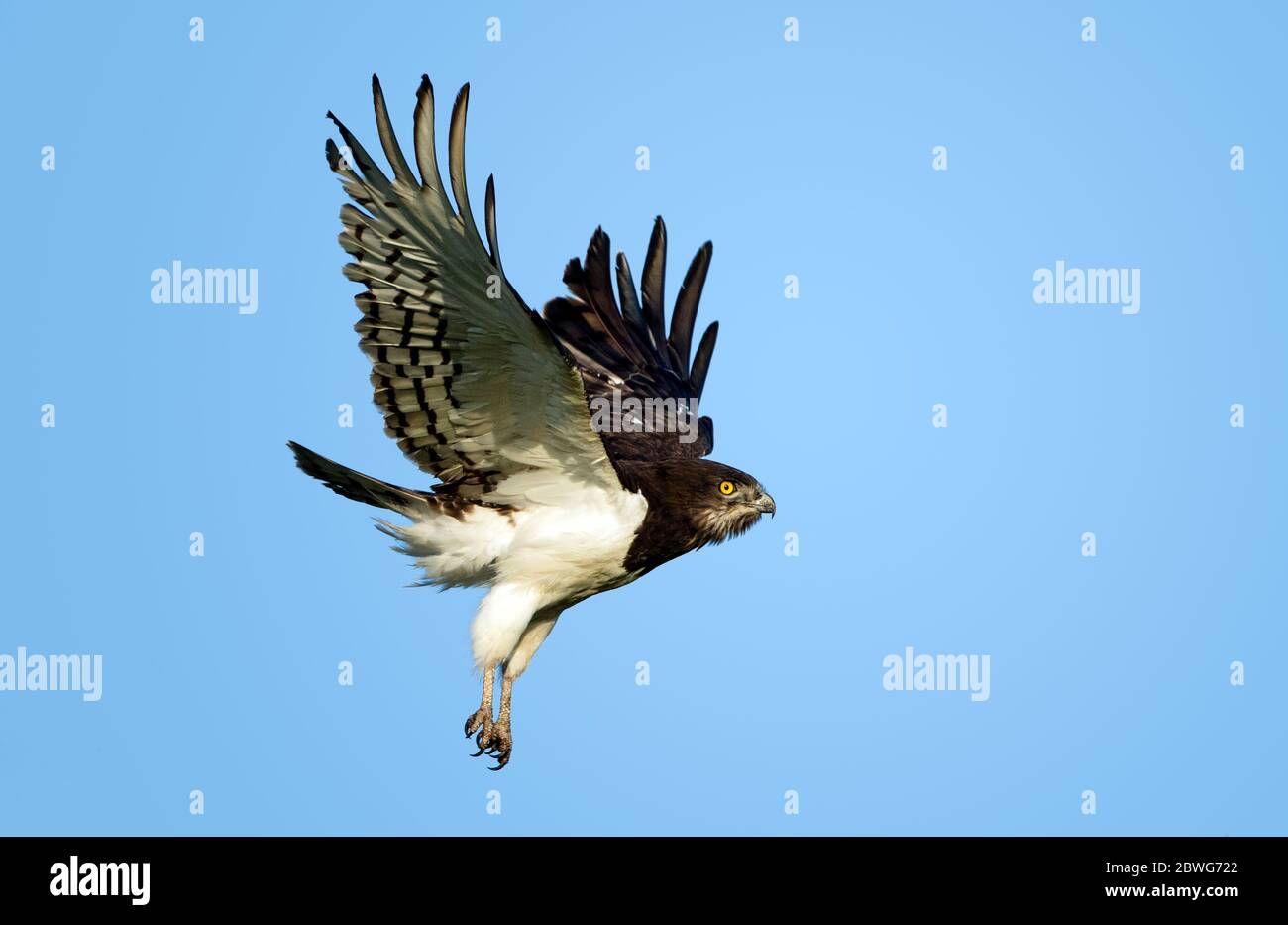 Aigle à serpent à tête noire (Circaetus pectoralis) volant contre un ciel bleu clair, Parc national du Serengeti, Tanzanie, Afrique Banque D'Images