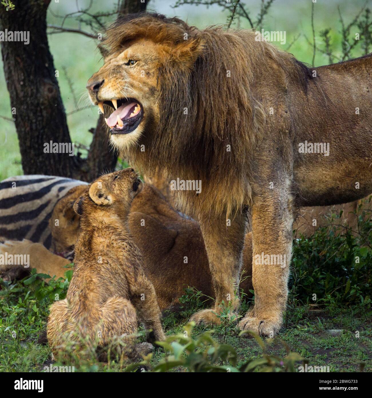 Lion adulte mâle (Panthera leo) et cub, zone de conservation de Ngorongoro, Tanzanie, Afrique Banque D'Images