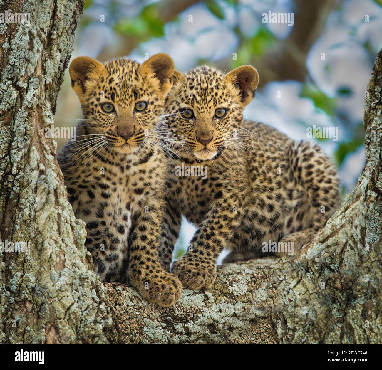 Léopard (Panthera pardus), petits arbres, Parc national du Serengeti, Tanzanie, Afrique, Afrique Banque D'Images