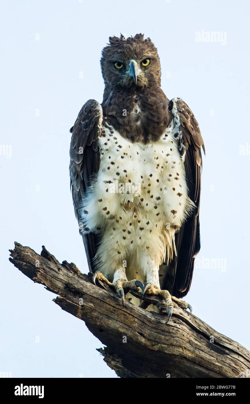 Aigle martial (Polemaetus bellicosus) regardant la caméra, zone de conservation de Ngorongoro, Tanzanie, Afrique Banque D'Images