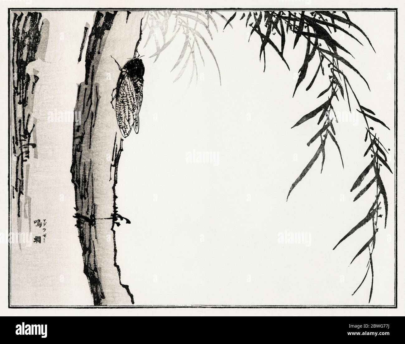 Illustration de Cicada de Churui Gafu (1910) par Morimoto Toko. Banque D'Images
