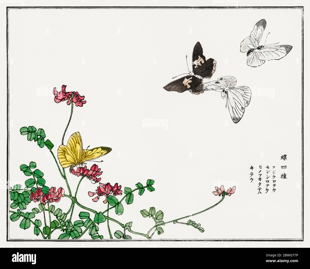 Illustration de papillons et de fleurs de Churui Gafu (1910) par Morimoto Toko. Banque D'Images