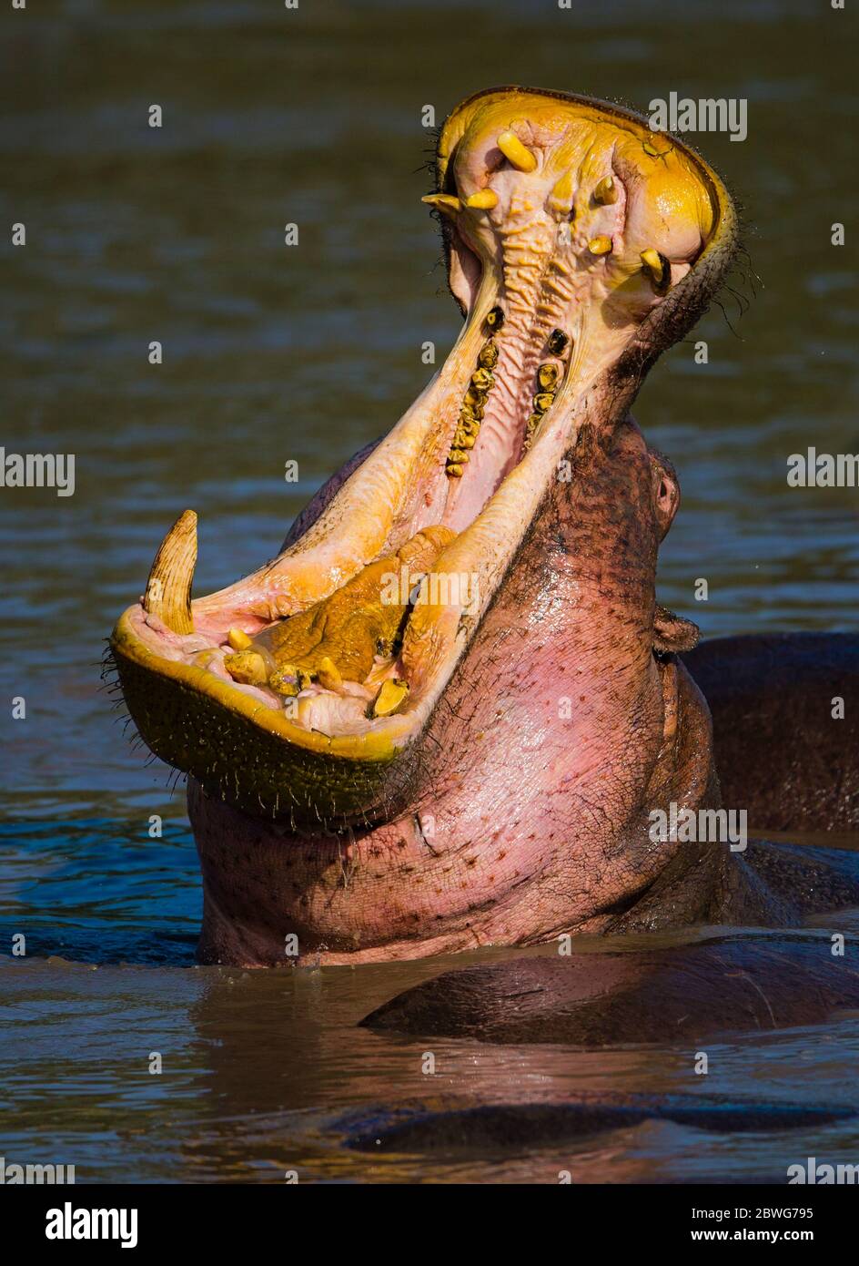 Hippopotame commun (Hippopotamus amphibius) dans l'eau à bouche ouverte, cratère de Ngorongoro, Tanzanie, Afrique Banque D'Images