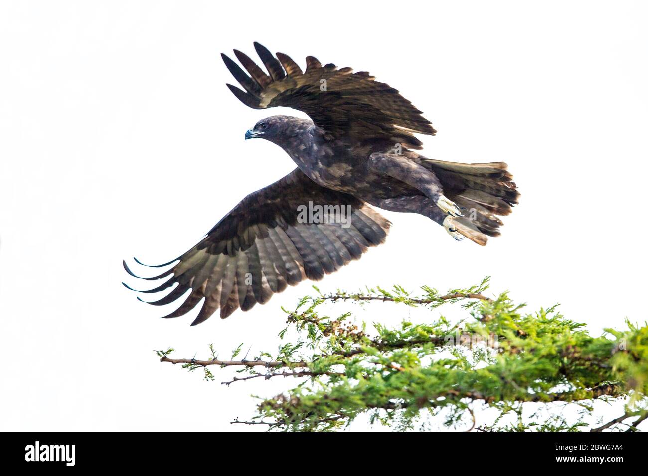 Aigle de Wahlberg (Hieraaetus wahlbergi), Parc national du Serengeti, Tanzanie, Afrique Banque D'Images