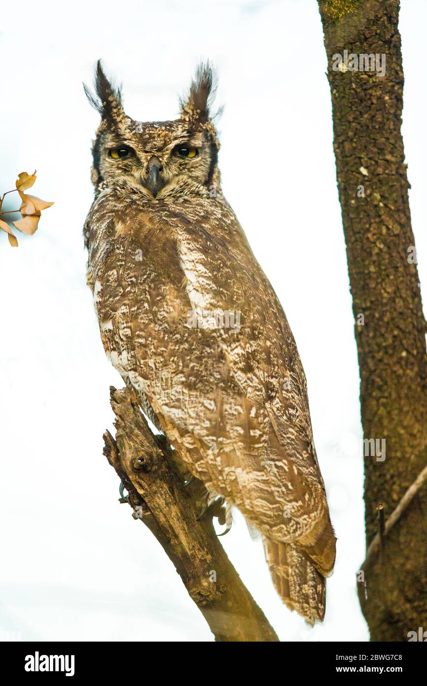 La chouette-aigle tachetée (Bubo africanus) perçant sur la branche, Parc national du Serengeti, Tanzanie, Afrique Banque D'Images