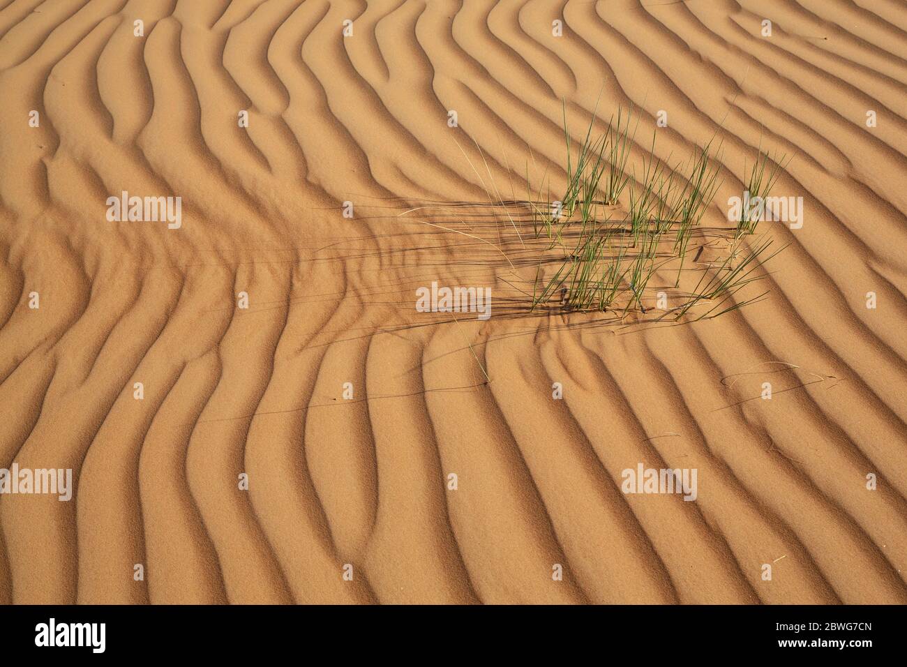 Des lames d'herbe dans le sable du désert de Wahiba Sands, Oman Banque D'Images