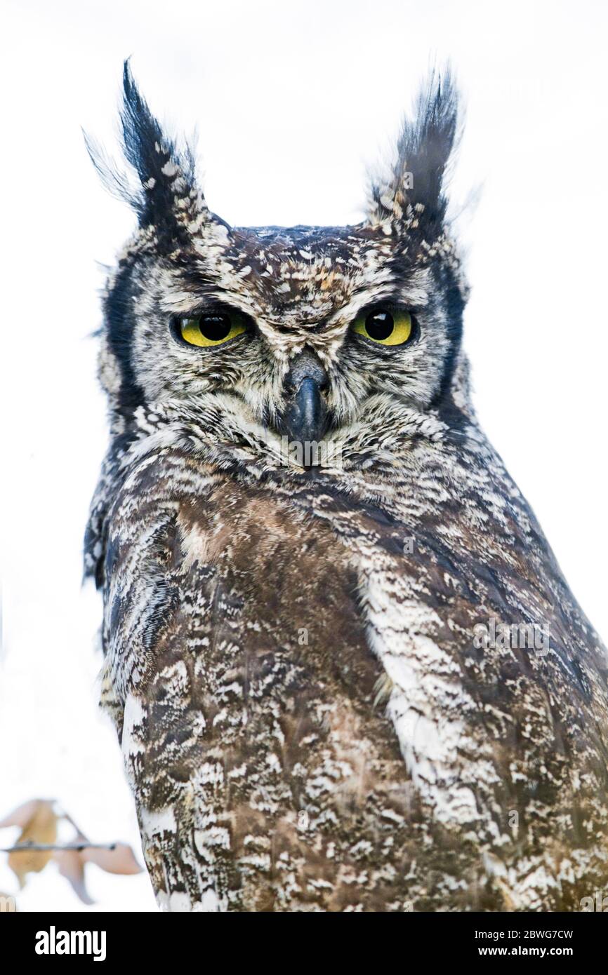 Aigle-hibou tacheté (Bubo africanus) regardant la caméra, Parc national du Serengeti, Tanzanie, Afrique Banque D'Images