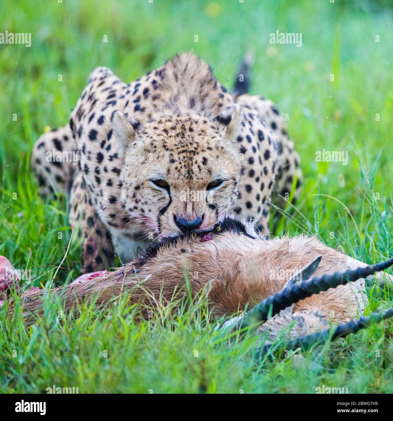 Cheetah (Acinonyx jubatus) se nourrissant de proies, zone de conservation de Ngorongoro, Tanzanie, Afrique Banque D'Images