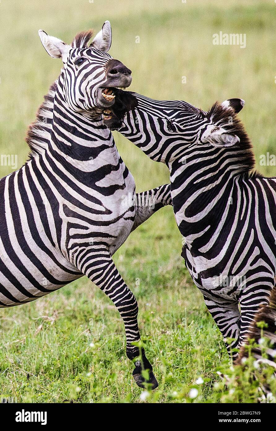 Combats de zèbres de Burchells (Equus quagga burchellii), Parc national du Serengeti, Tanzanie, Afrique Banque D'Images