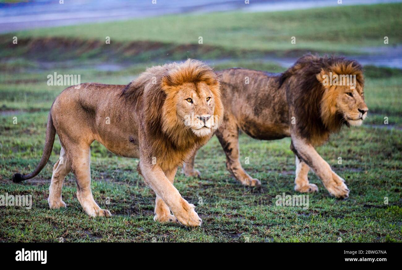 Deux lions mâles (Panthera leo), zone de conservation de Ngorongoro, Tanzanie, Afrique Banque D'Images