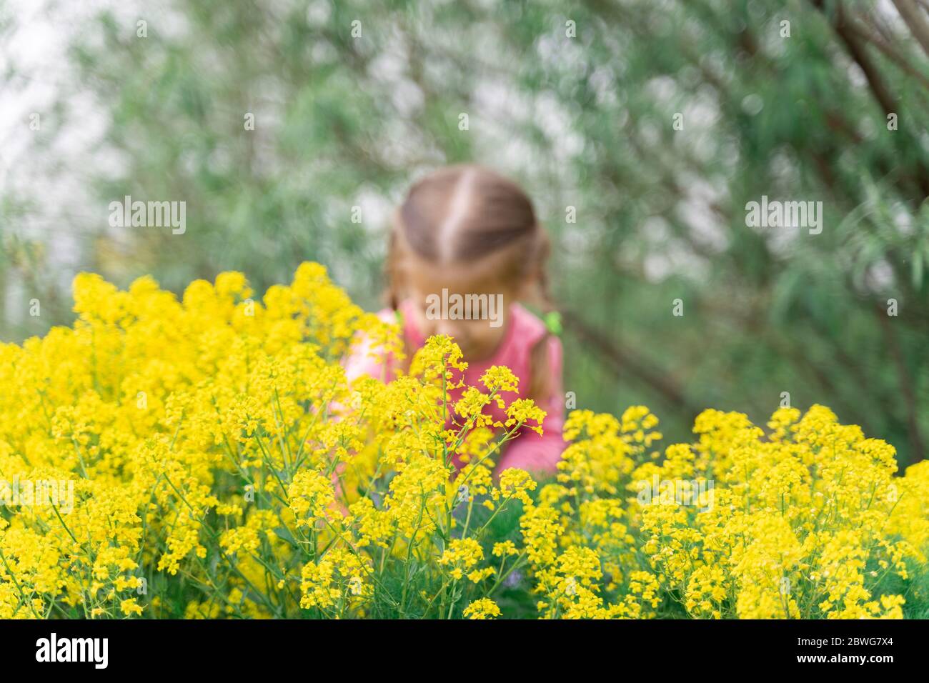 Buissons jaunes paille de lit réelle au premier plan, dans la distance une fille dans le flou Banque D'Images
