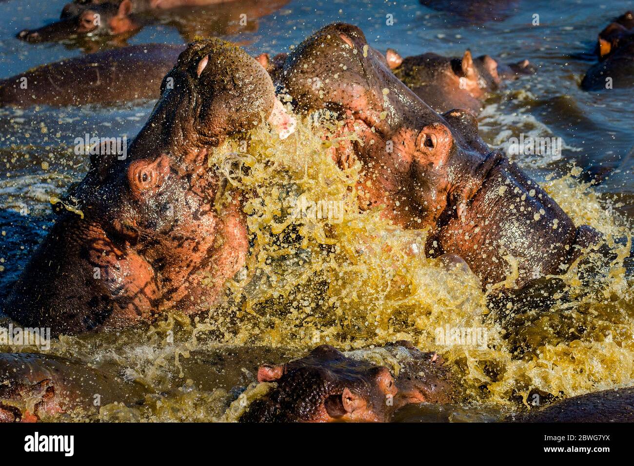 Gros plan de l'hippopotame commun (Hippopotamus amphibius) qui se rompait dans l'eau de mousse, Parc national de Serengeti, Tanzanie, Afrique Banque D'Images