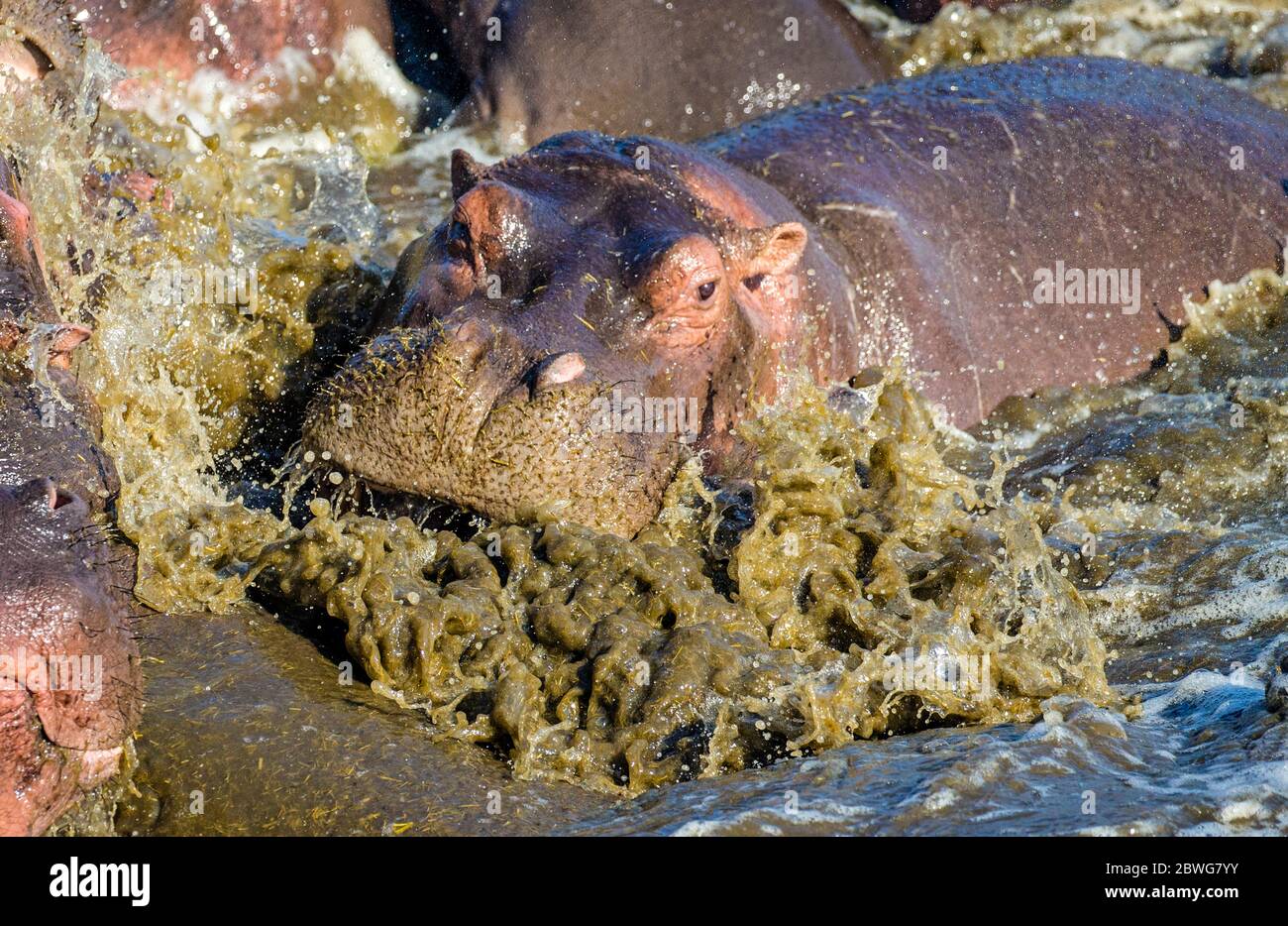 Gros plan de l'hippopotame commun (Hippopotamus amphibius) qui se rompait dans l'eau de mousse, Parc national de Serengeti, Tanzanie, Afrique Banque D'Images