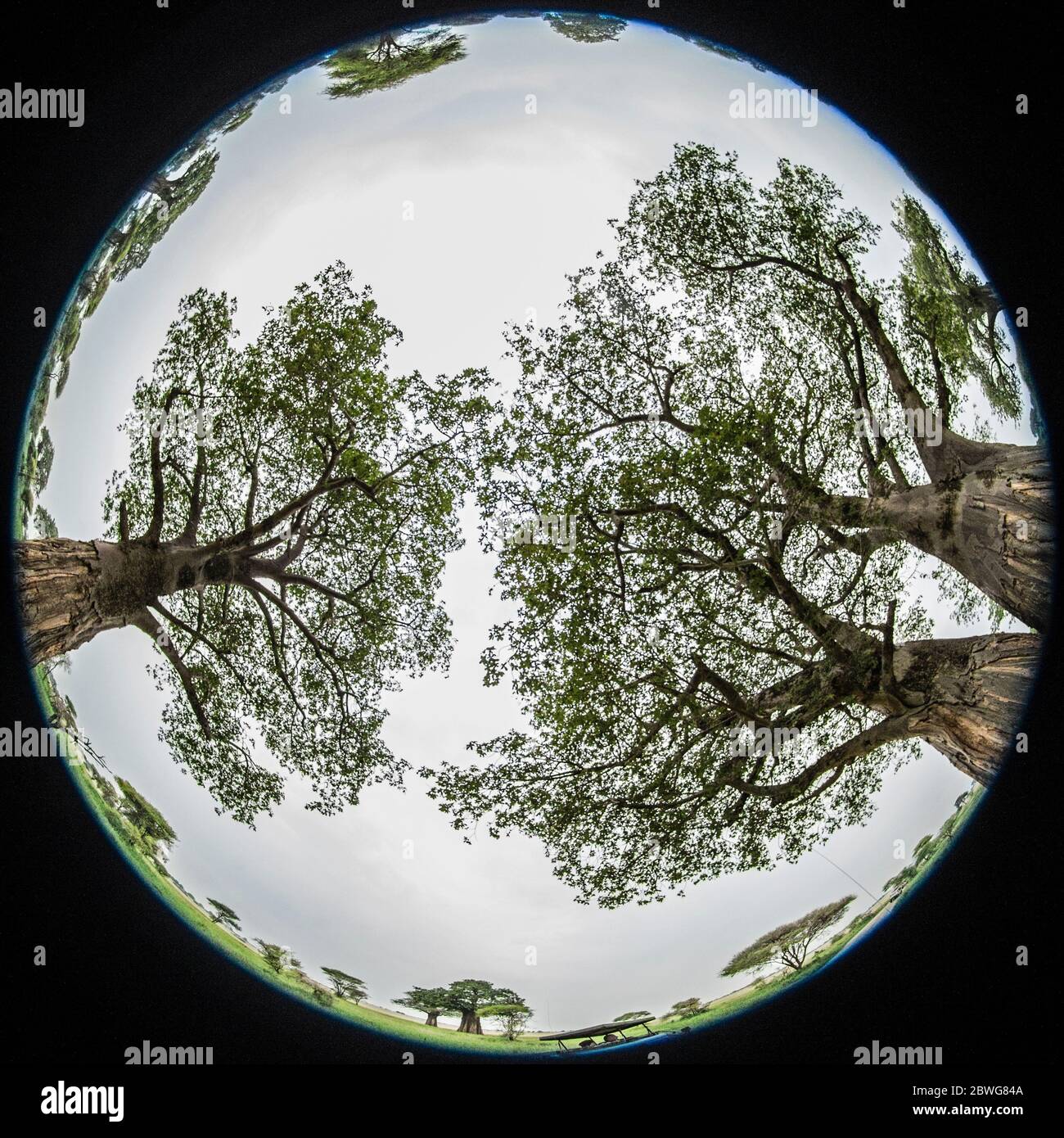 Vue à 360 degrés du paysage avec des arbres à épines ombrelles (Acacia tortilis sous-espèce heteracantha), Parc national de Tarangire, Tanzanie, Afrique Banque D'Images