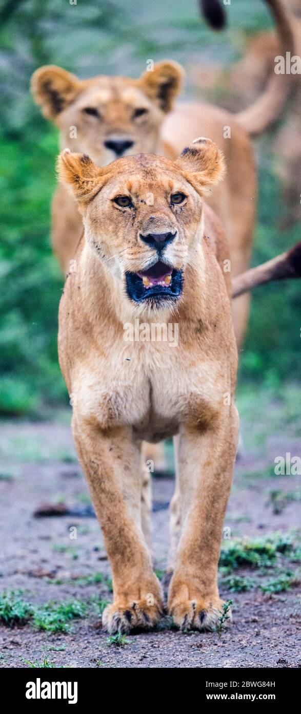 Gros plan du lion en colère (Panthera leo), zone de conservation de Ngorongoro, Tanzanie, Afrique Banque D'Images