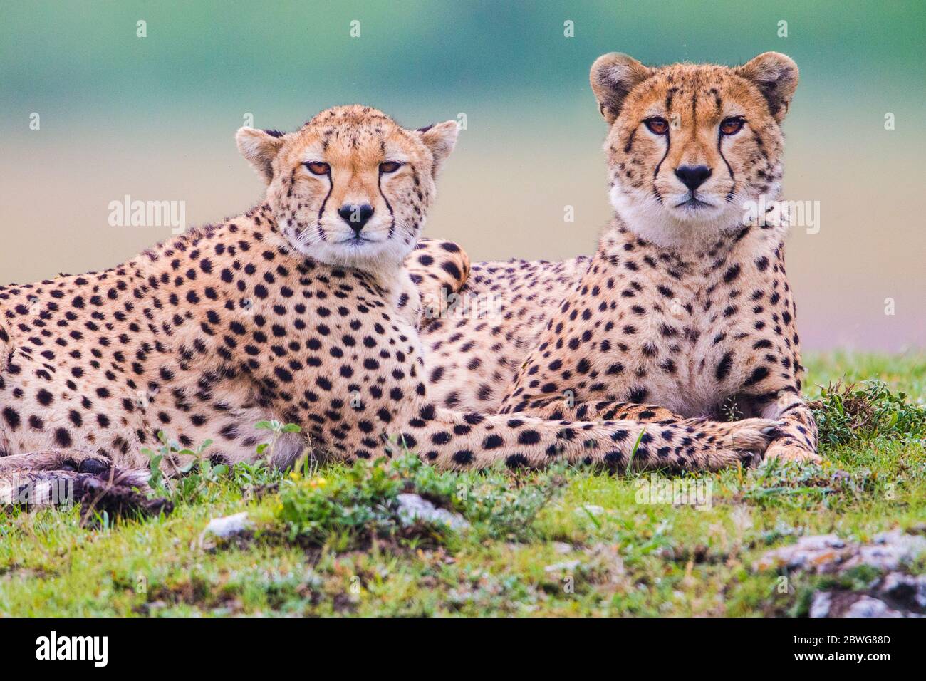 Cheetah (Acinonyx jubatus) couple couché et regardant la caméra, zone de conservation de Ngorongoro, Tanzanie, Afrique Banque D'Images