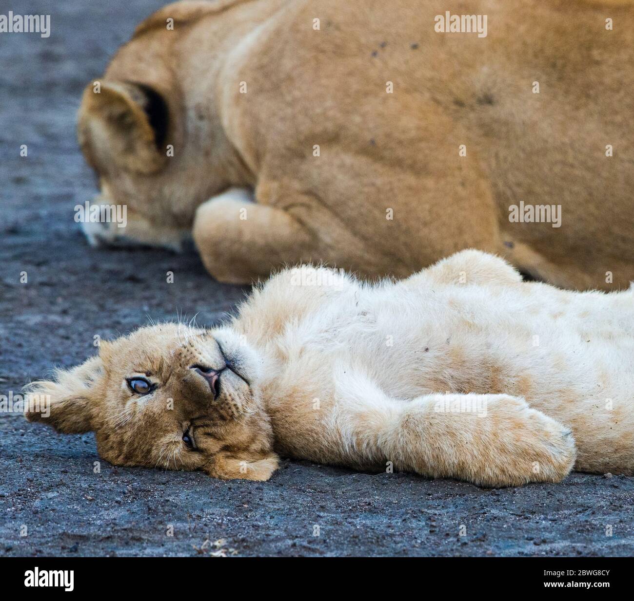 Lion (Panthera leo) avec cub détente, zone de conservation de Ngorongoro, Tanzanie, Afrique Banque D'Images