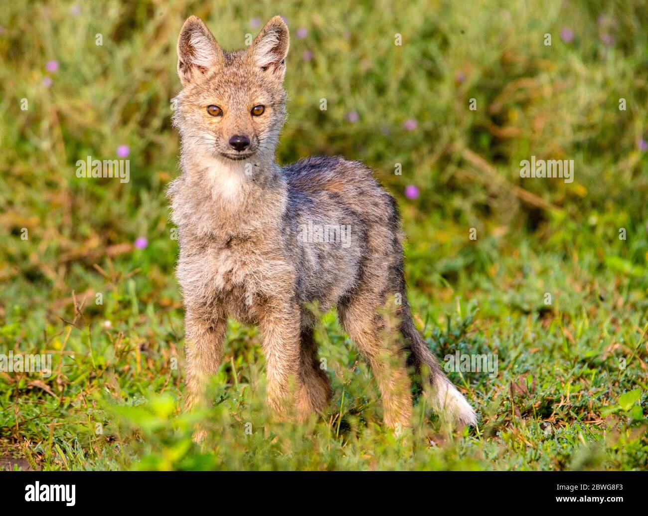 Gros plan de la cachaal à rayures latérales (Canis adustus), zone de conservation de Ngorongoro, Tanzanie, Afrique Banque D'Images