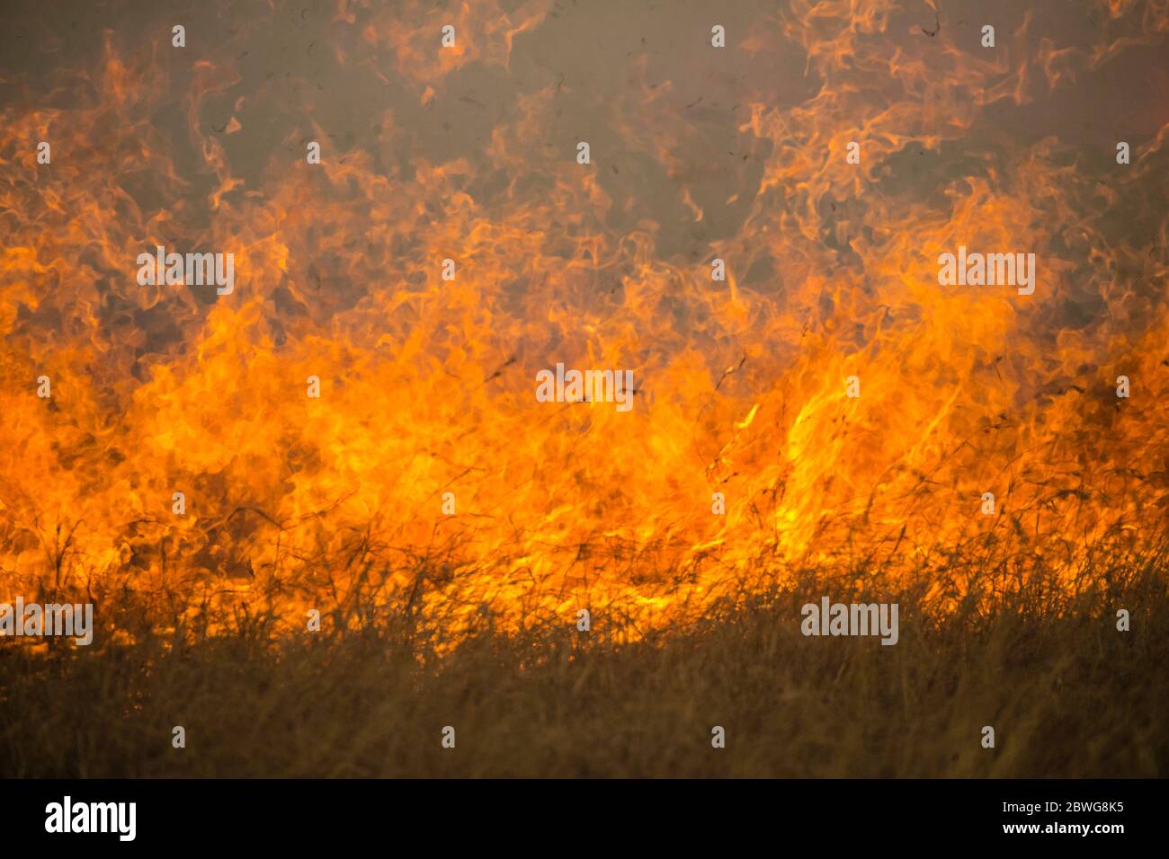 Brûlage d'herbe dans le parc national de Serengeti, Tanzanie, Afrique Banque D'Images