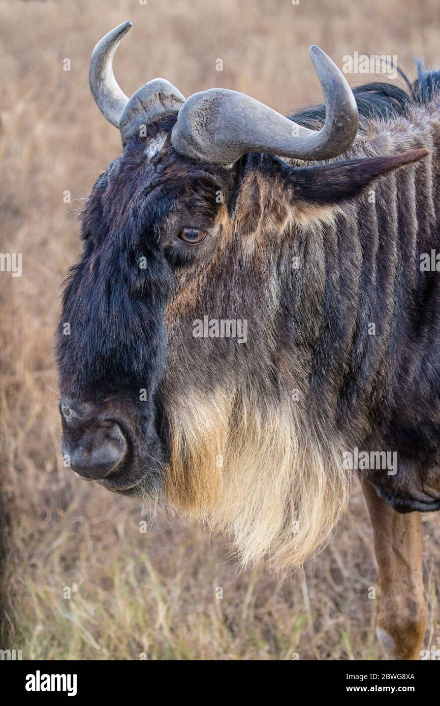 GNU à barbe blanche occidentale (C. taurinus mearnsi) dans le parc national du Serengeti, Tanzanie, Afrique Banque D'Images