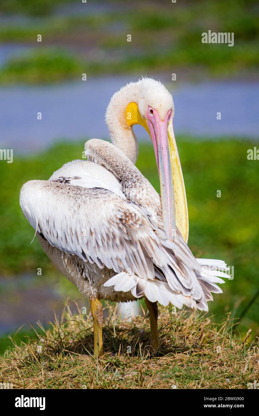 Grand pélican blanc (Pelecanus onocrotalus) dans le cratère de Ngorongoro, Tanzanie, Afrique Banque D'Images