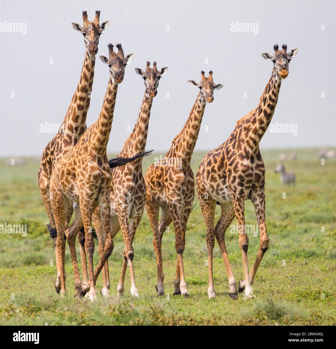 Masai girafes (Giraffa camelopardalis tippelskirchii) dans la zone de conservation de Ngorongoro, Tanzanie, Afrique Banque D'Images