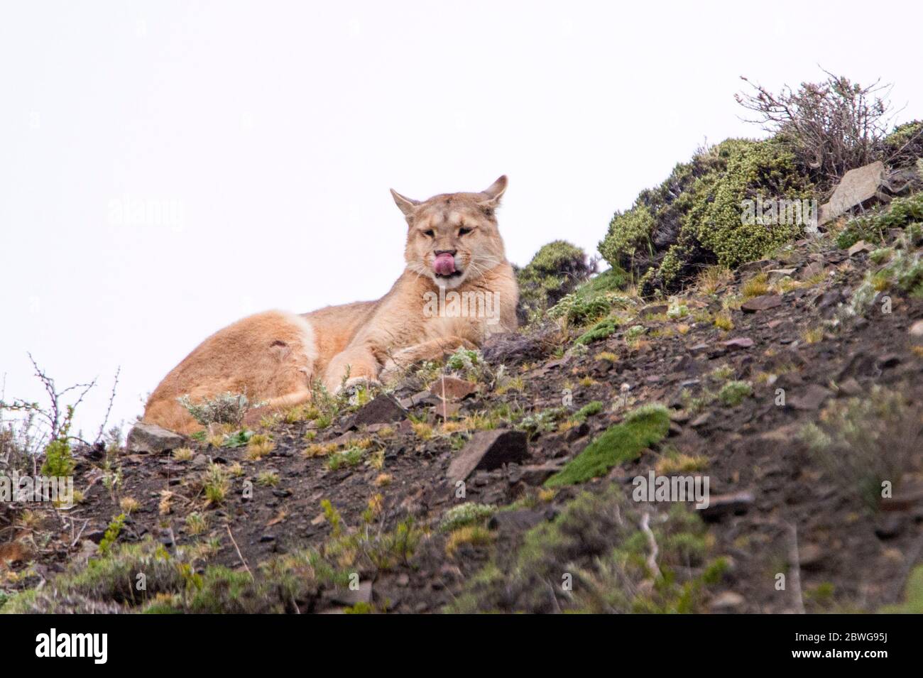 Gros plan de puma (Puma concolor), à côté, Patagonie, Chili, Amérique du Sud Banque D'Images