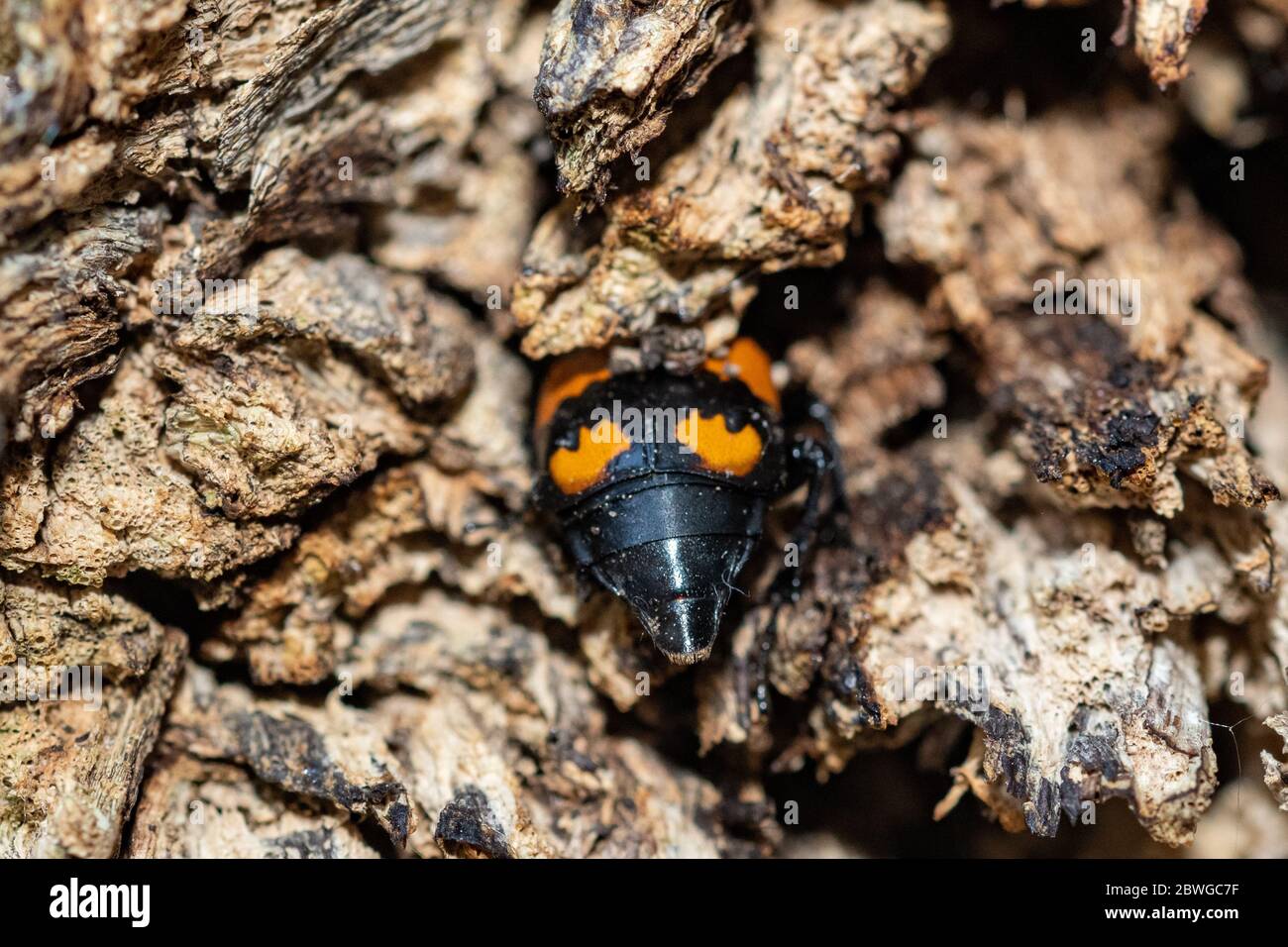 Le méléoptère commun (Nicrophorus vespilloides), également appelé scarabée enterrant, Royaume-Uni Banque D'Images