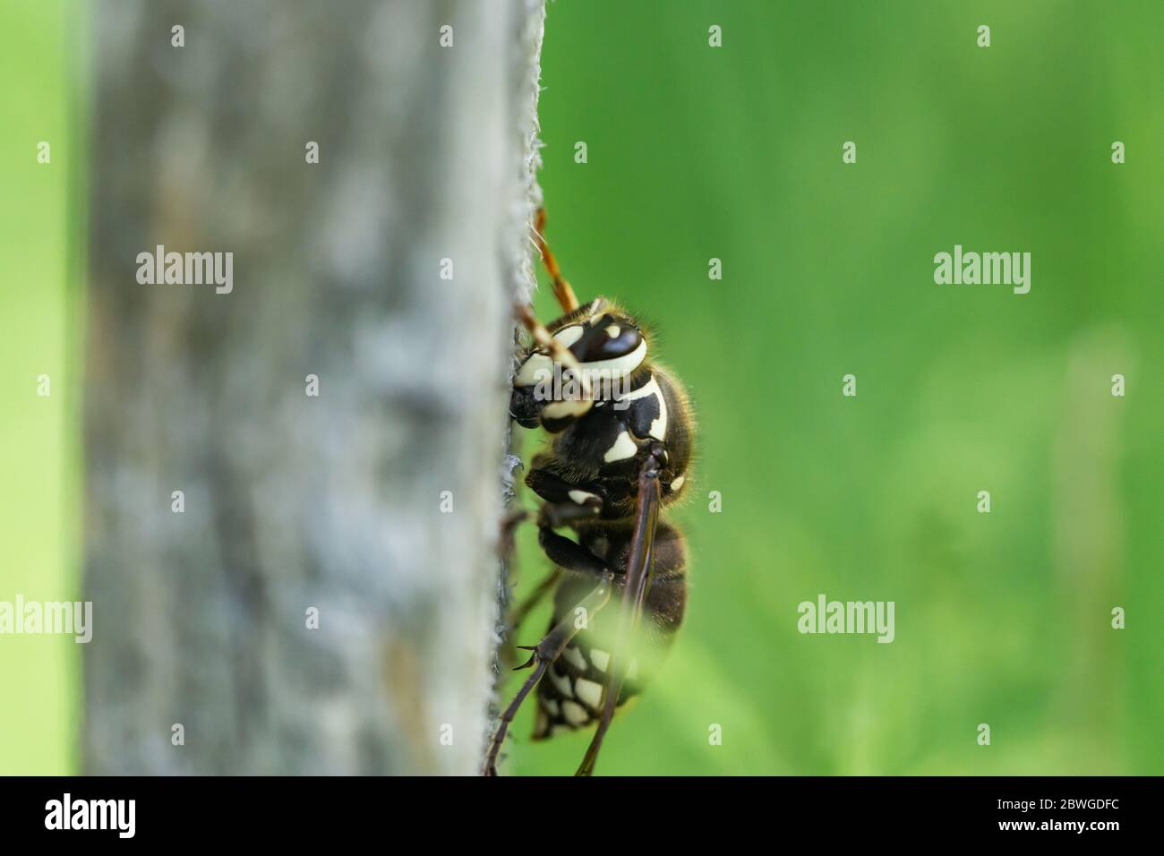 Chauve face Hornet au printemps Banque D'Images