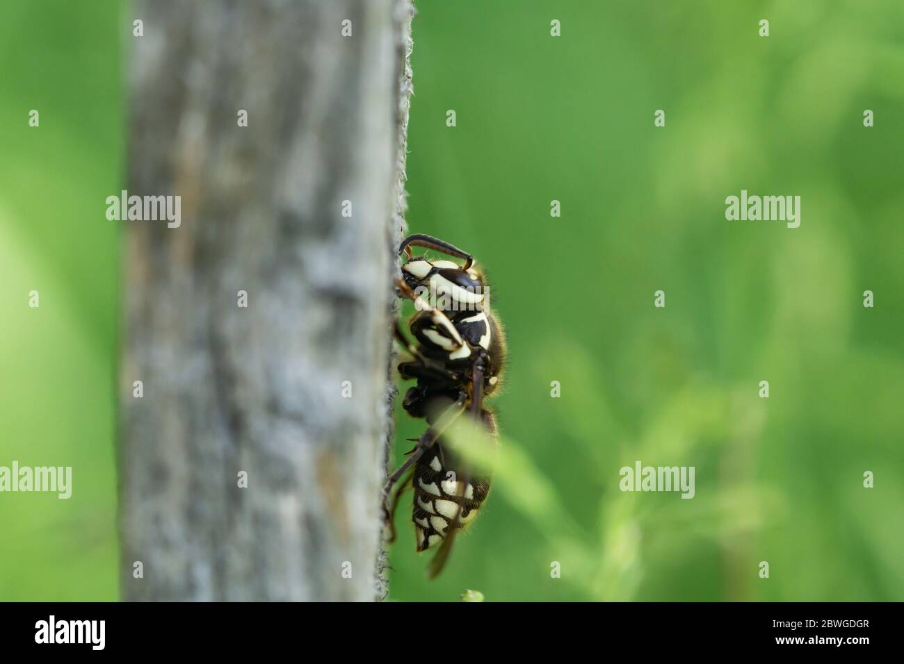 Chauve face Hornet au printemps Banque D'Images