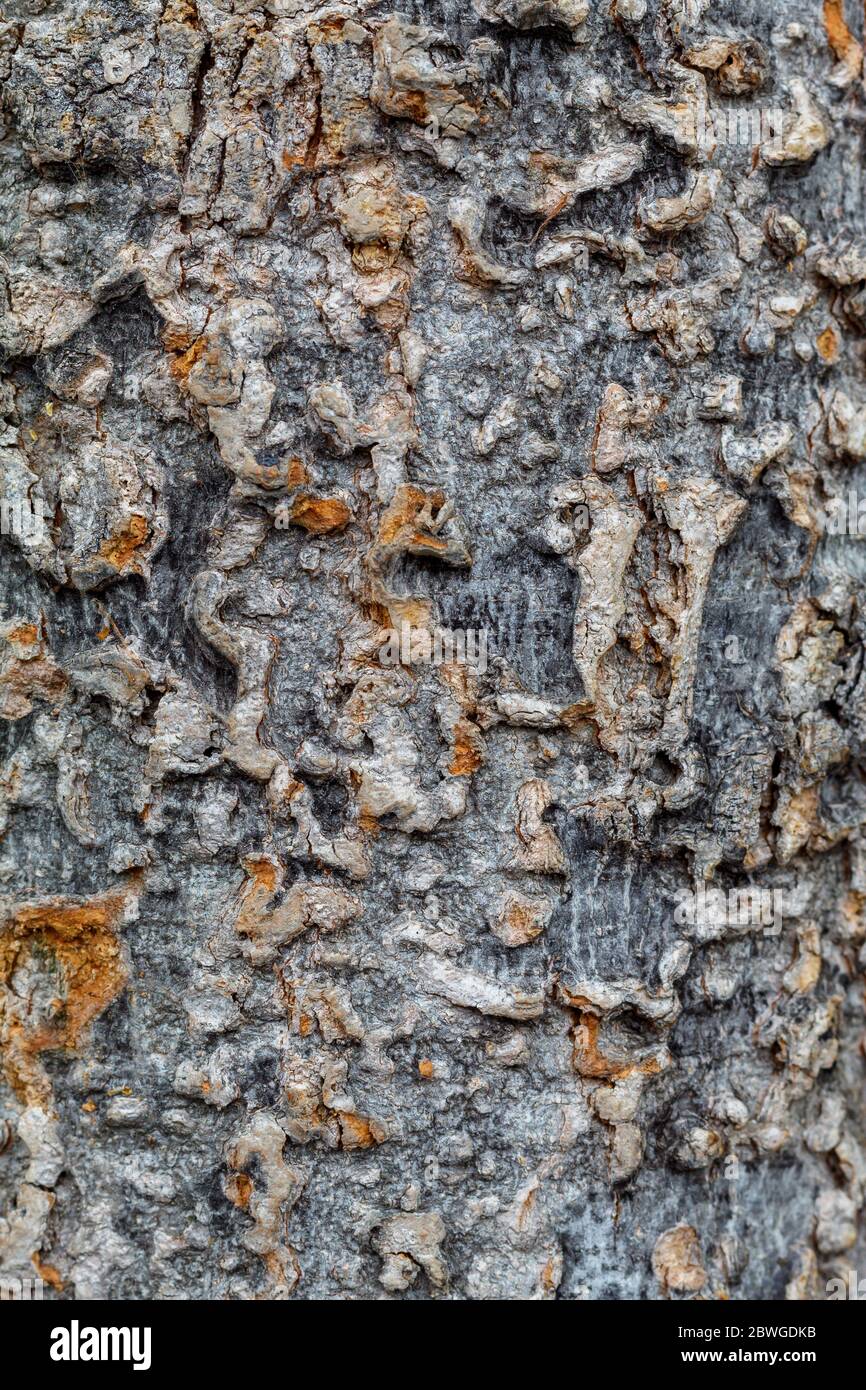 La texture de l'écorce des arbres Close Up Banque D'Images