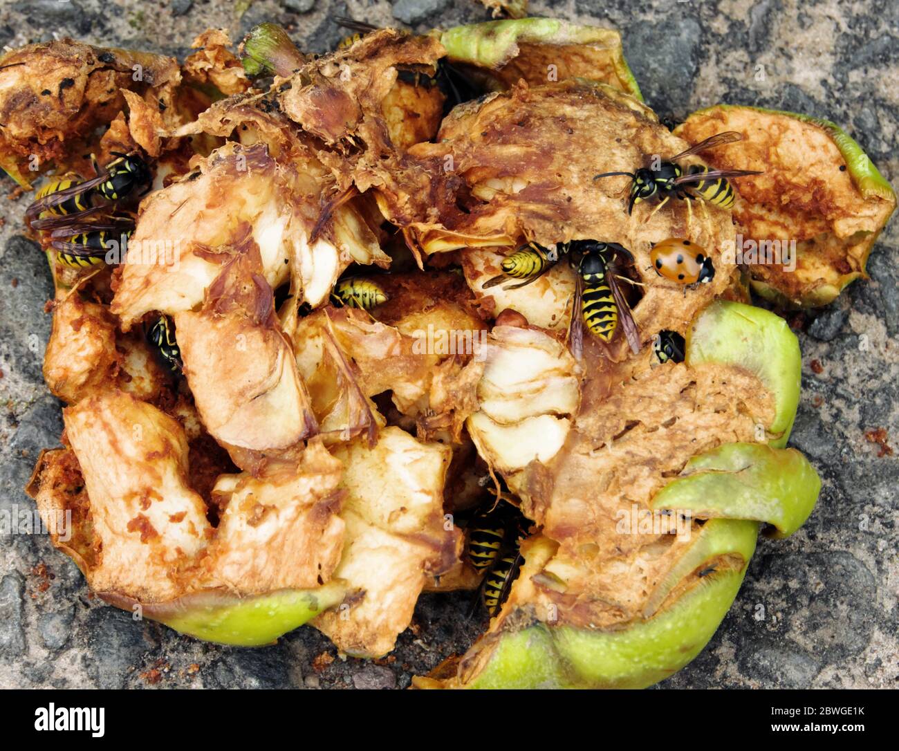 Wasps appréciant le jus fermenté d'un crabe écrasé-pomme en automne. Un coccinelle entre dans l'action ! Burrelton, Perthshire, Écosse, Royaume-Uni Banque D'Images