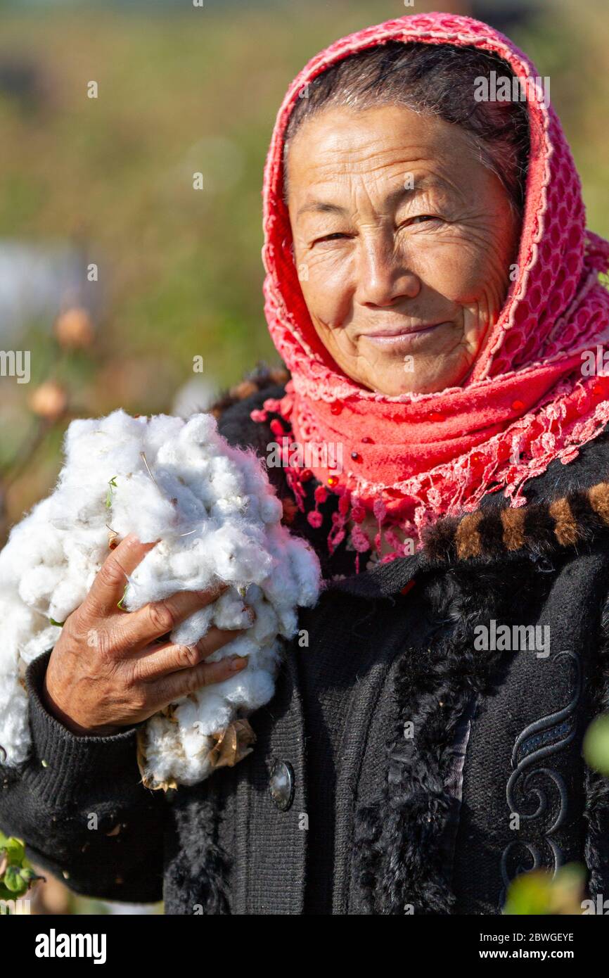 Femme ouzbek tenant du coton dans le champ, à la périphérie de Samarkand, Ouzbékistan Banque D'Images