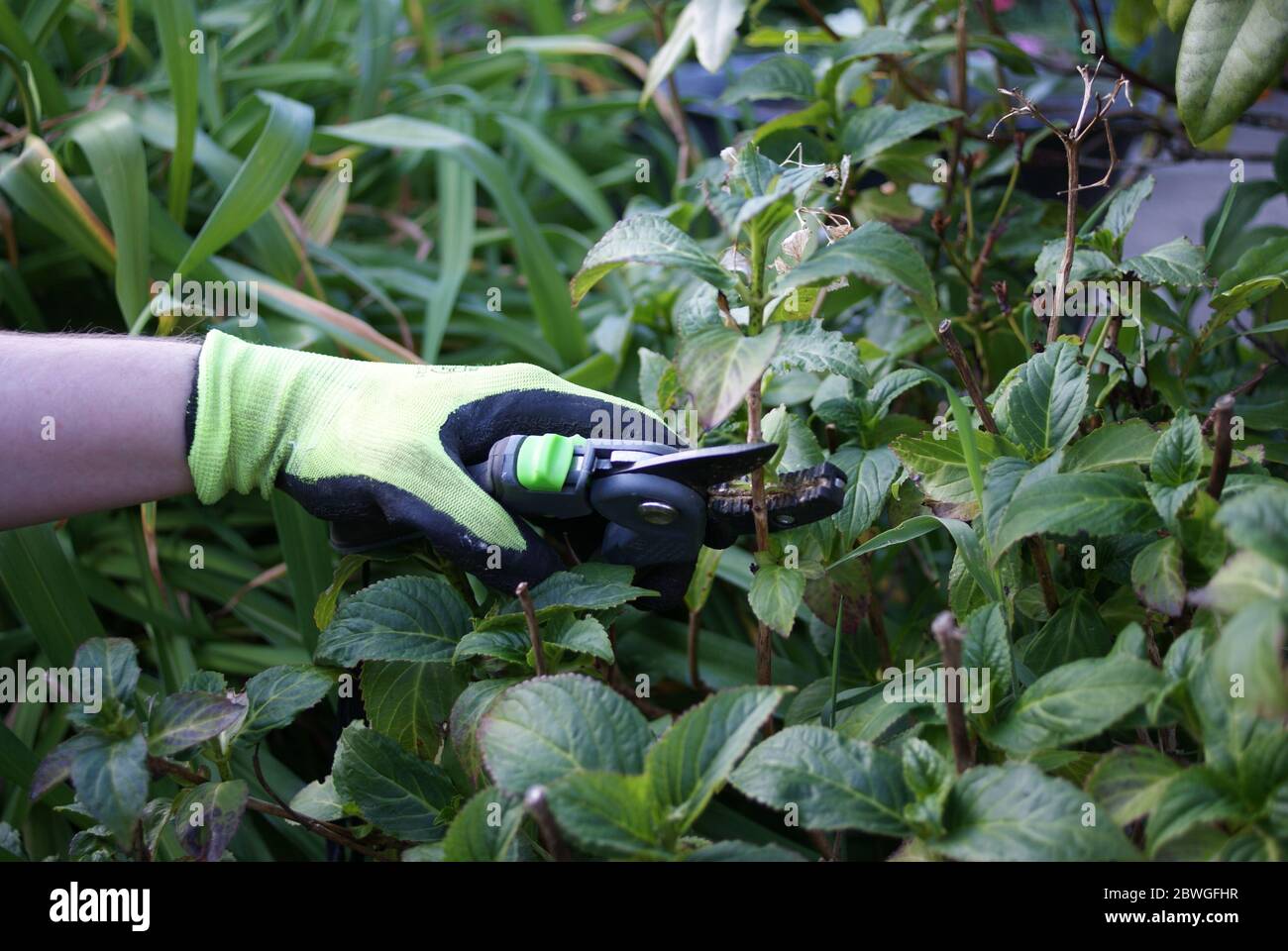 Sécateur usine de coupe dans le jardin Banque D'Images