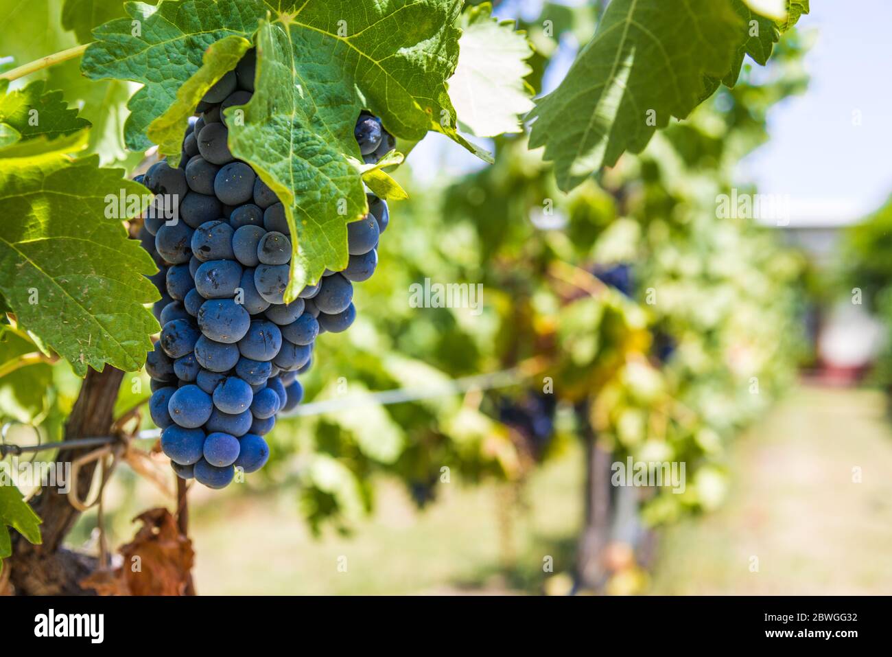 Raisin rouge sur une vigne dans un vignoble à Mendoza par un beau jour, Banque D'Images