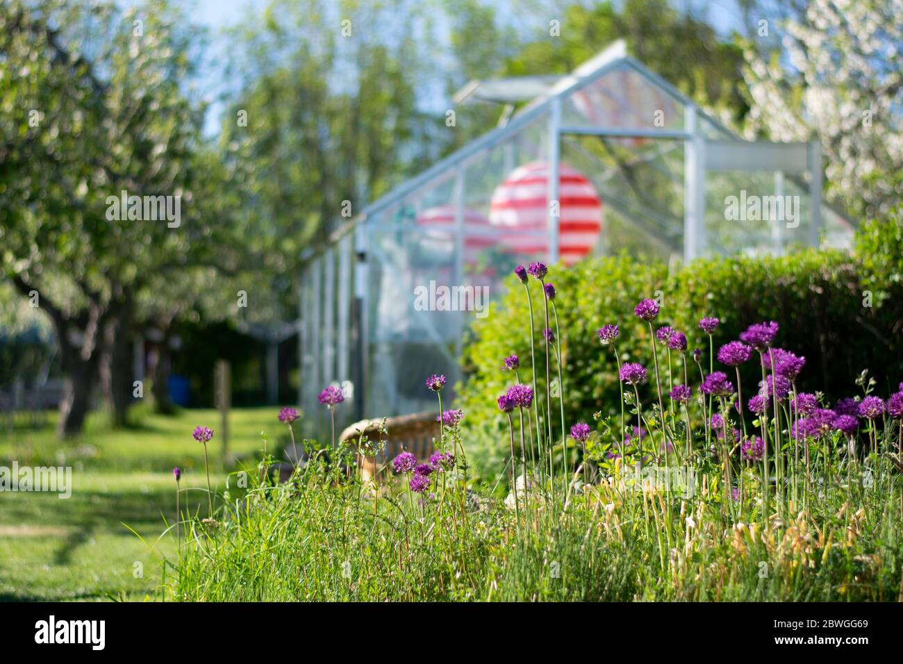 Fleurs violettes dans le jardin en été. En arrière-plan, une serre est située dans un jardin verdoyant avec des pommiers. Photo prise en Suède. Banque D'Images