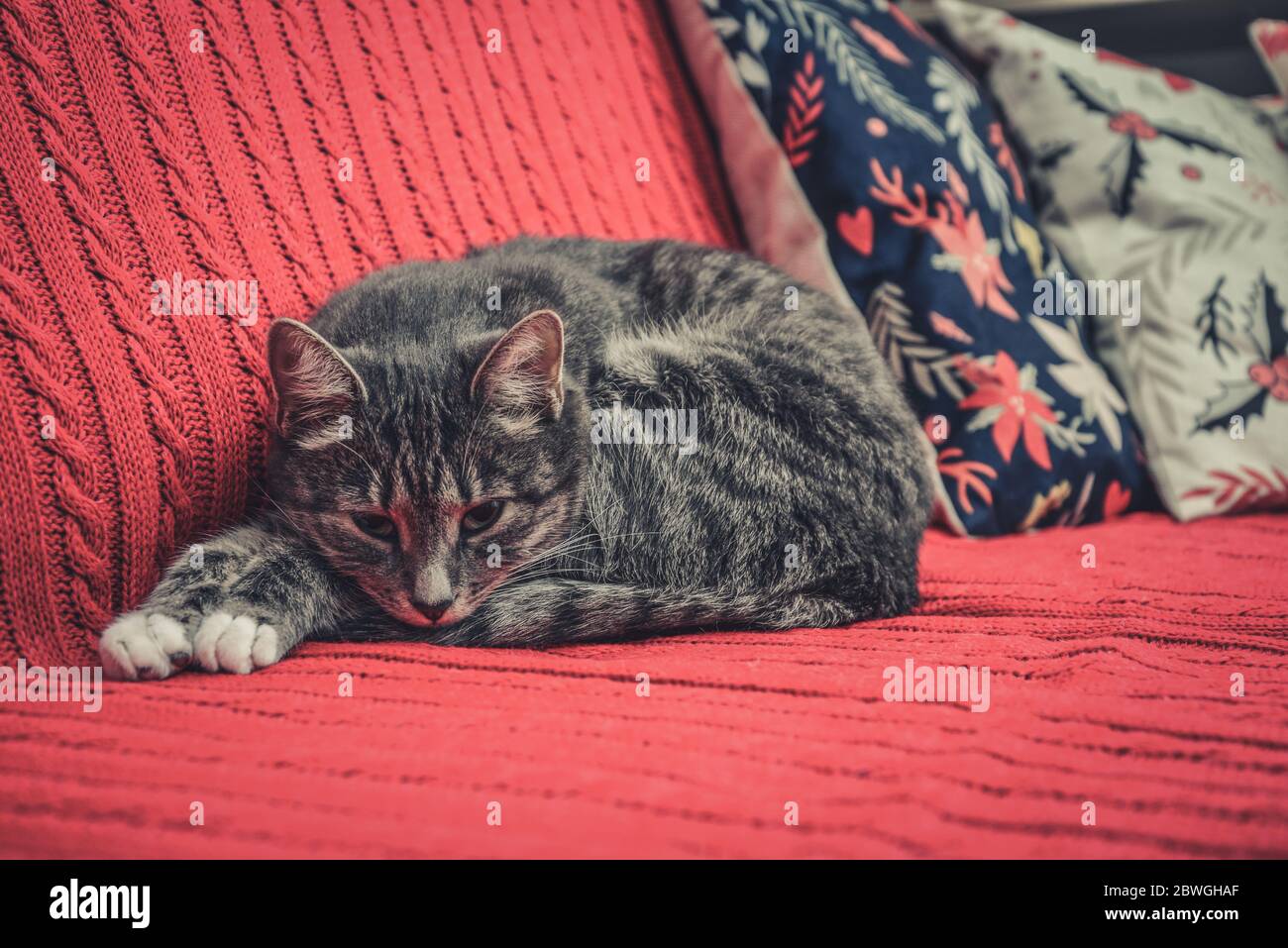 Chat gris mignon allongé sur un canapé rouge Banque D'Images