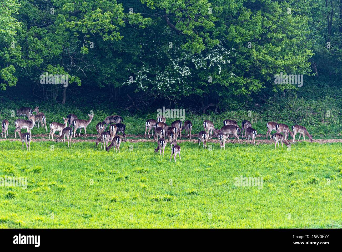Troupeau de cerfs-jachères qui broutage dans un champ, Hampshire, Royaume-Uni Banque D'Images