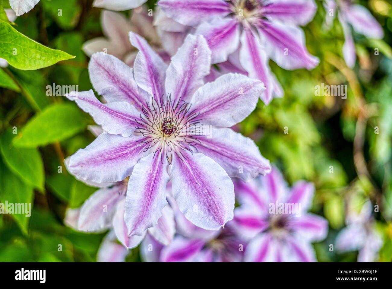 Clématis violet et blanc, Upper wield, Hampshire, Royaume-Uni Banque D'Images