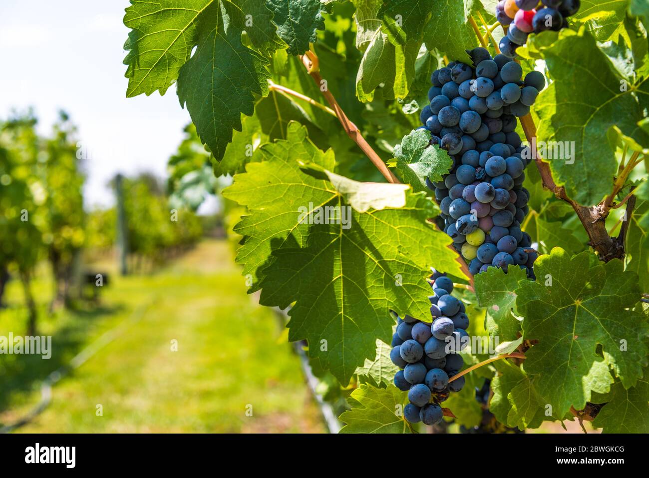 Raisin rouge sur une vigne dans un vignoble à Mendoza par un beau jour, Banque D'Images