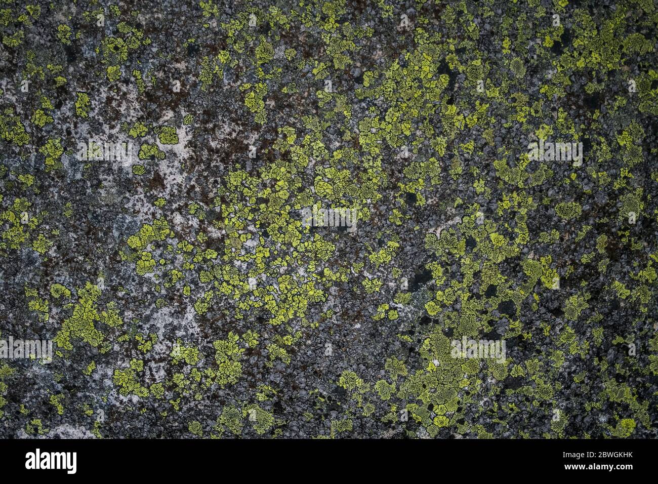 Lichen sur une pierre verte. Fond naturel. Pierres blocs recouverts de mousse et de champignon.nature fond. Mousse, champignon sur pierre de gros plan. Relief et Banque D'Images