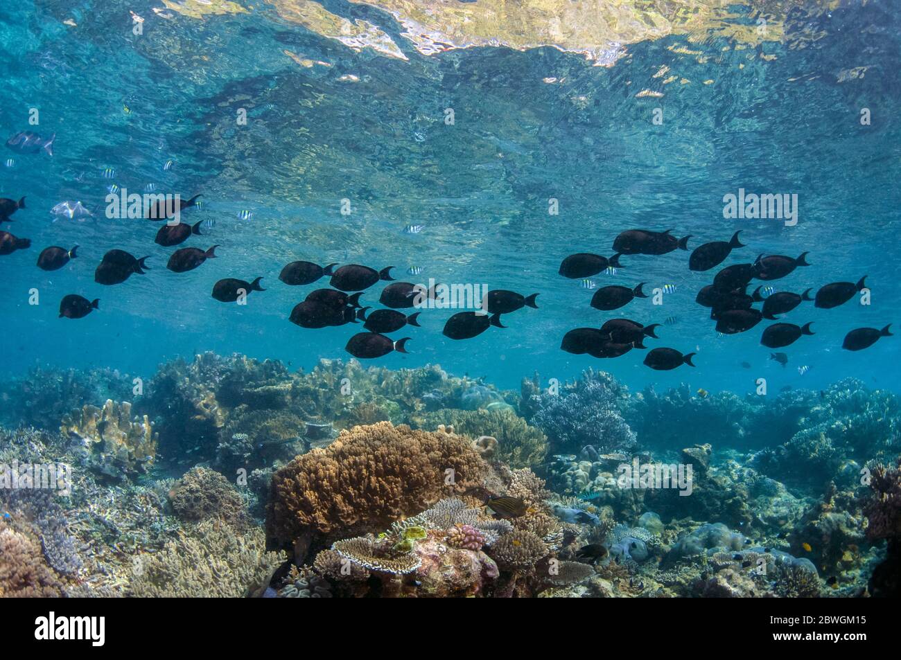 École de Surgeonfish de ringtail, Acanthurus blochii, site de plongée du cap Kri, détroit de Dampier, Raja Ampat, Indonésie Banque D'Images