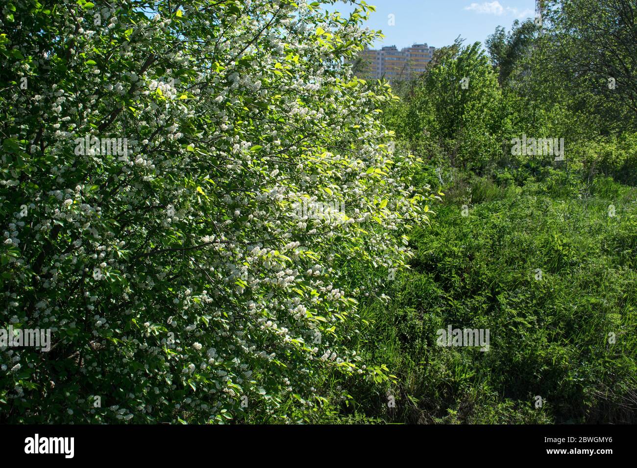 Cerisier d'oiseau en fleurs au printemps par temps ensoleillé gros plan sur un fond de champ vert et arbres en arrière-plan Banque D'Images