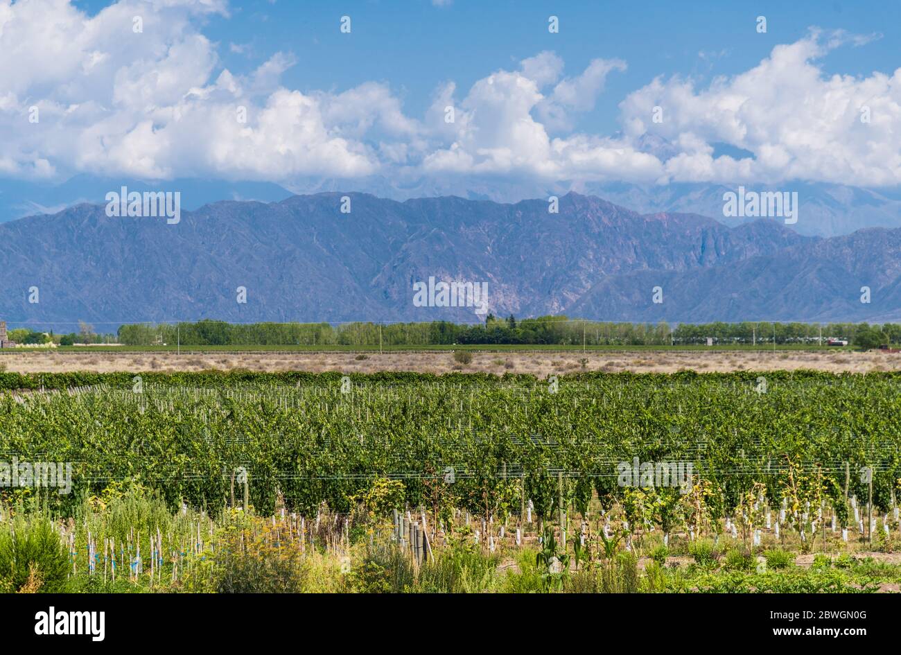 Vigne dans un vignoble de Mendoza par une journée ensoleillée avec ciel bleu. Banque D'Images